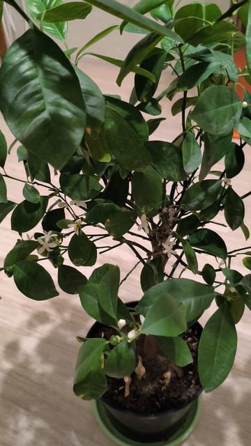 Мои мандаринки.