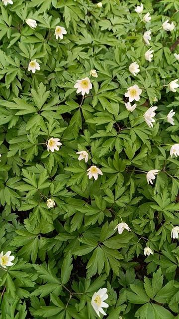 Весна в Шуваловском парке_4. С-Пб_Апрель 2026 год