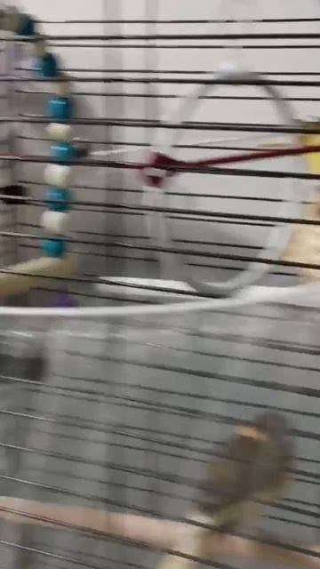 Пополнение ❤️ Ждём ещё трёх ♥️