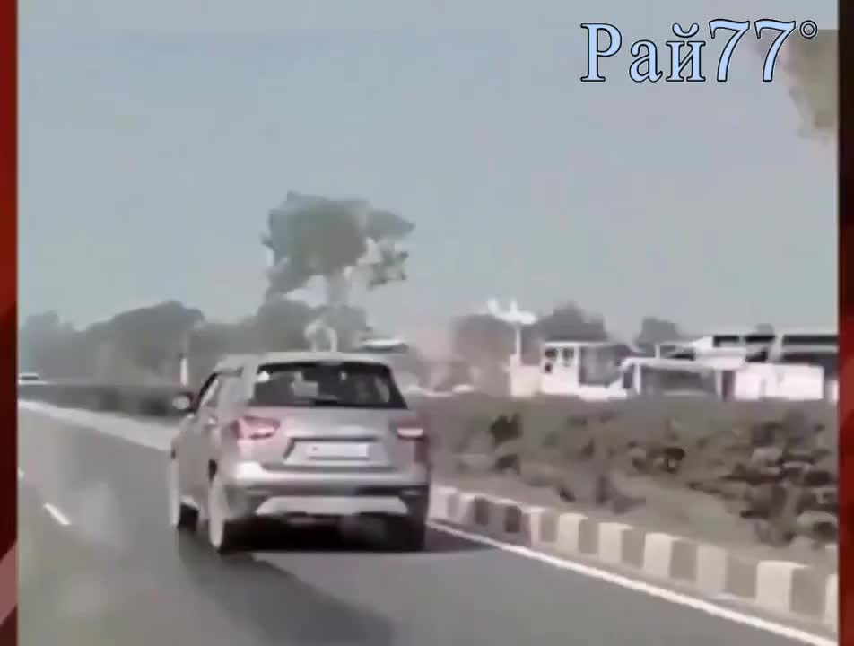 Корова выбежала на дорогу