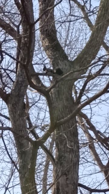 белочка наша красвица