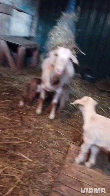 представляю вам нашу мамашу 🤗