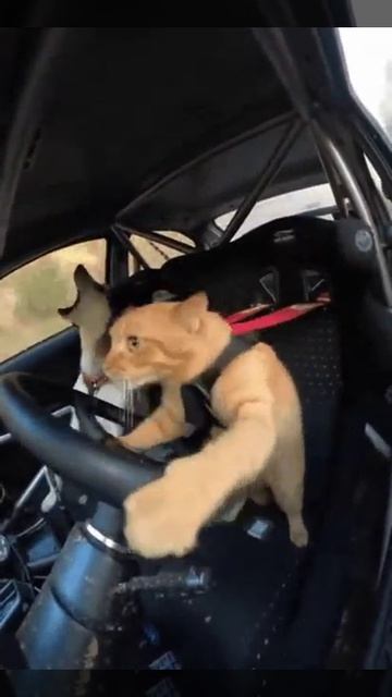 подпишись пожалуйста