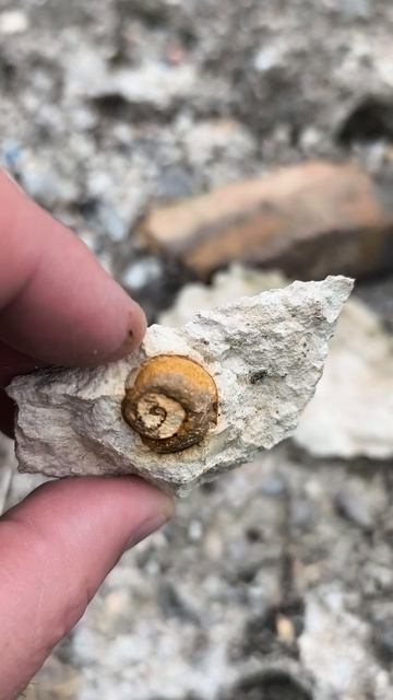 хз + хз 2026 04 19 Окаменелость Крым Эоцен