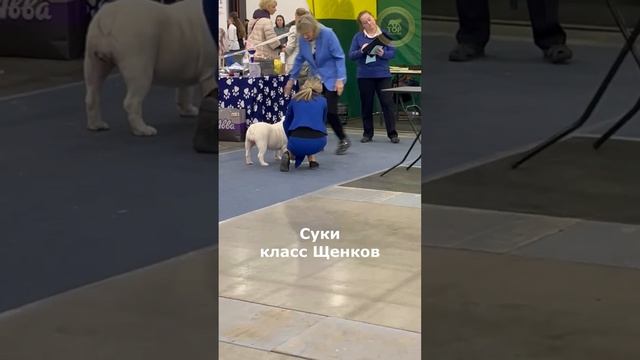 19.04.2026 Рейтинговая выставка ГРАН ПРИ 