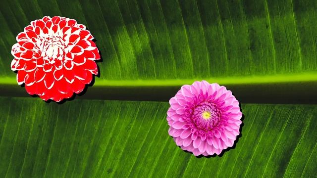 PushBaby Best Treasure Box Vol.79  10min Compilation  PushBaby Official