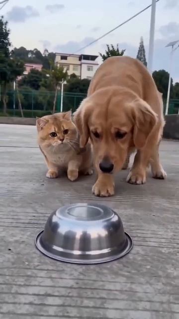 Смешное видео ржака полная...