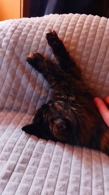 Кошачий МАГНИТИК