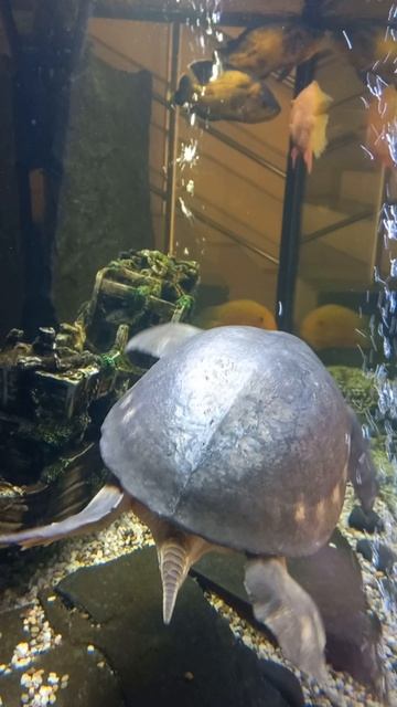 черепаха Клава