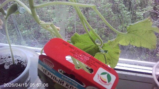 Обзор кабачкового растения сорта 