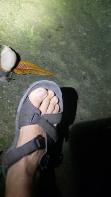 Гигантская улитка? Бочалема. Колумбия. Южная Америка.