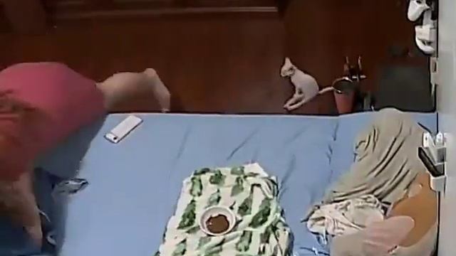 Котёнок с ограниченными возможностями резко 