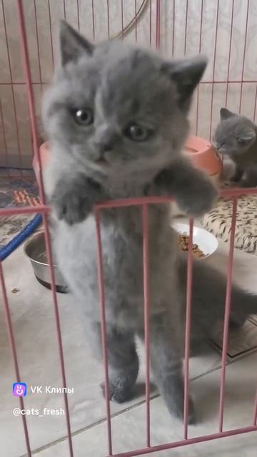 #котята #🐈⬛ #котики #котэ #смешноевидео #подписываемся