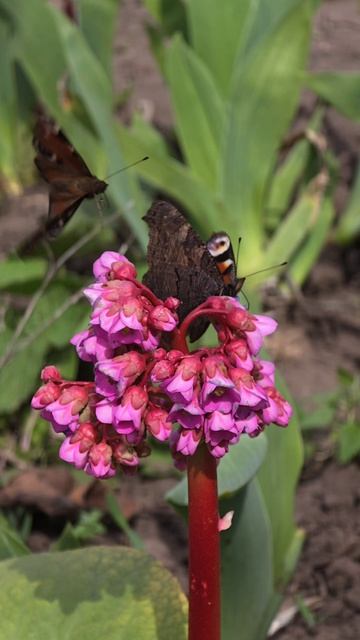 Весна в Смышляевке 2026.mp4