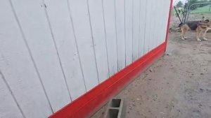 СЕЛЬЧАНКА В АМЕРИКЕ УТРЕНЯЯ ХОДЬБА КОРМЛЕНИЕ ЗАКВАСКА