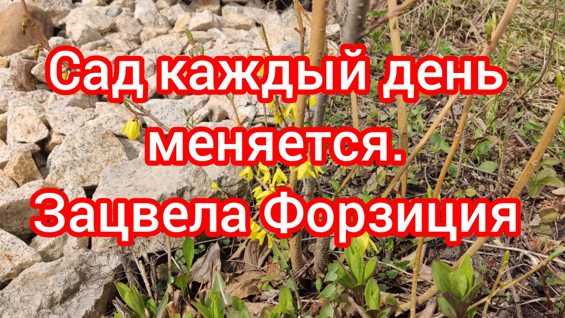 Сад каждый день меняется. Зацвела Форзиция