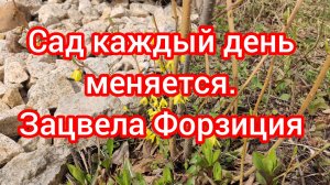Сад каждый день меняется. Зацвела Форзиция