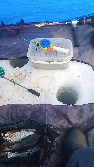 От такой плотвы трещит леска в руках😁