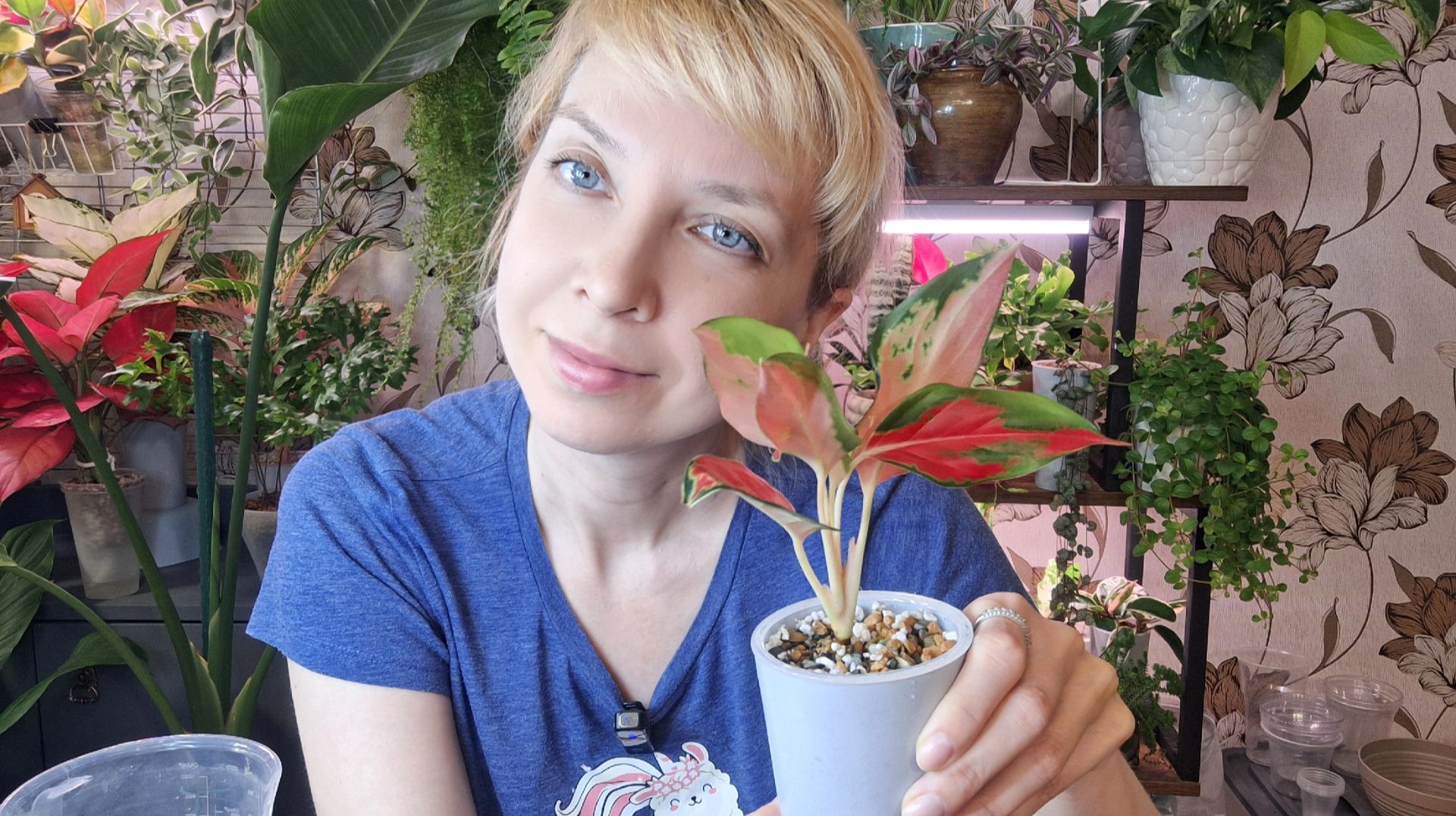 Моя новая аглаонема, пересадка на фитильный полив