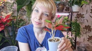 Моя новая аглаонема, пересадка на фитильный полив