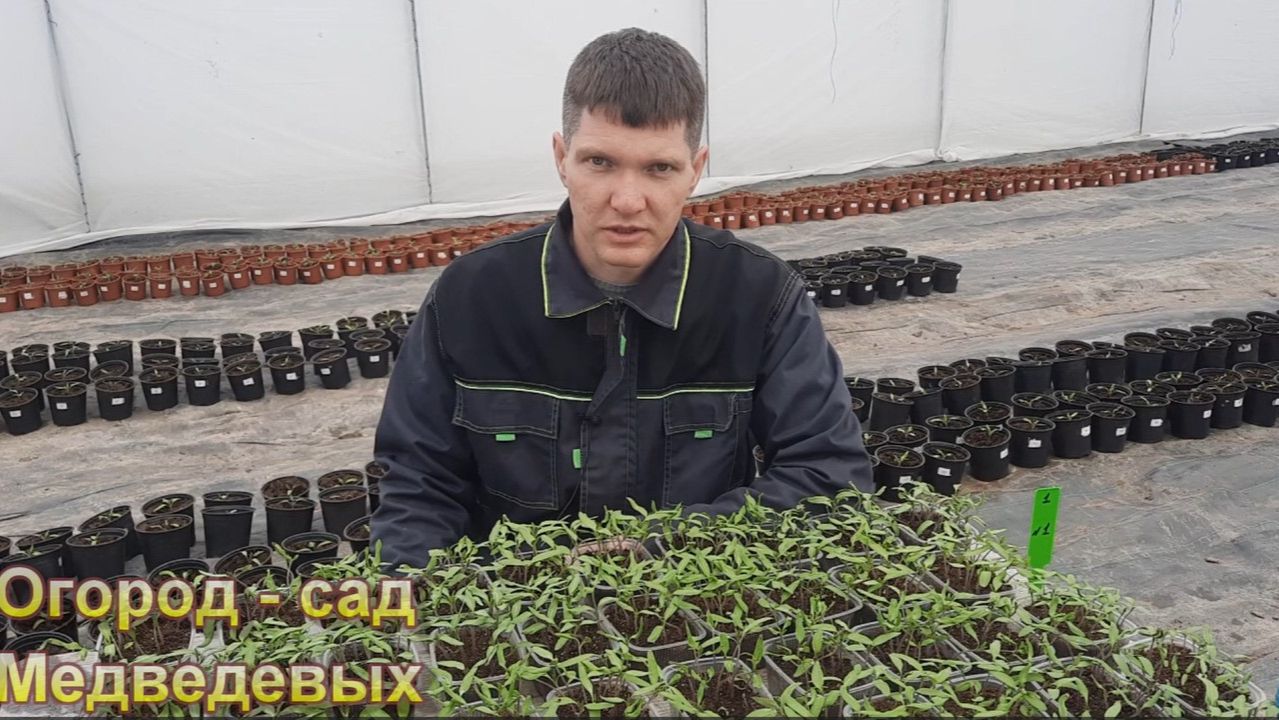 Продолжение дела … рассада томатов