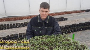 Продолжение дела … рассада томатов