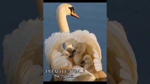 Песня,посвящённая - «Родителям..»  by Sergola