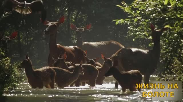 Природа. Жизнь на болотах