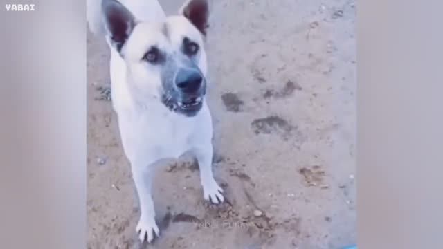 попробуй не засмеяться😂 ТОП Подборка приколов