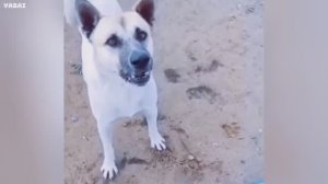 попробуй не засмеяться😂 ТОП Подборка приколов