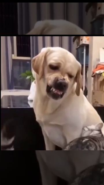 НАШИ ЖИВОТНЫЕ. 20.04.2026г. 🥰🥰🥰 Они для нас СТРАНИЦА В ЖИЗНИ, а мы для них И ЕСТЬ ВСЯ ЖИЗНЬ! 🤥🤗