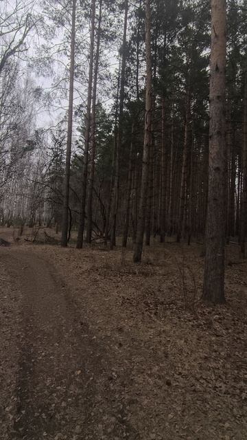 Звуки леса!