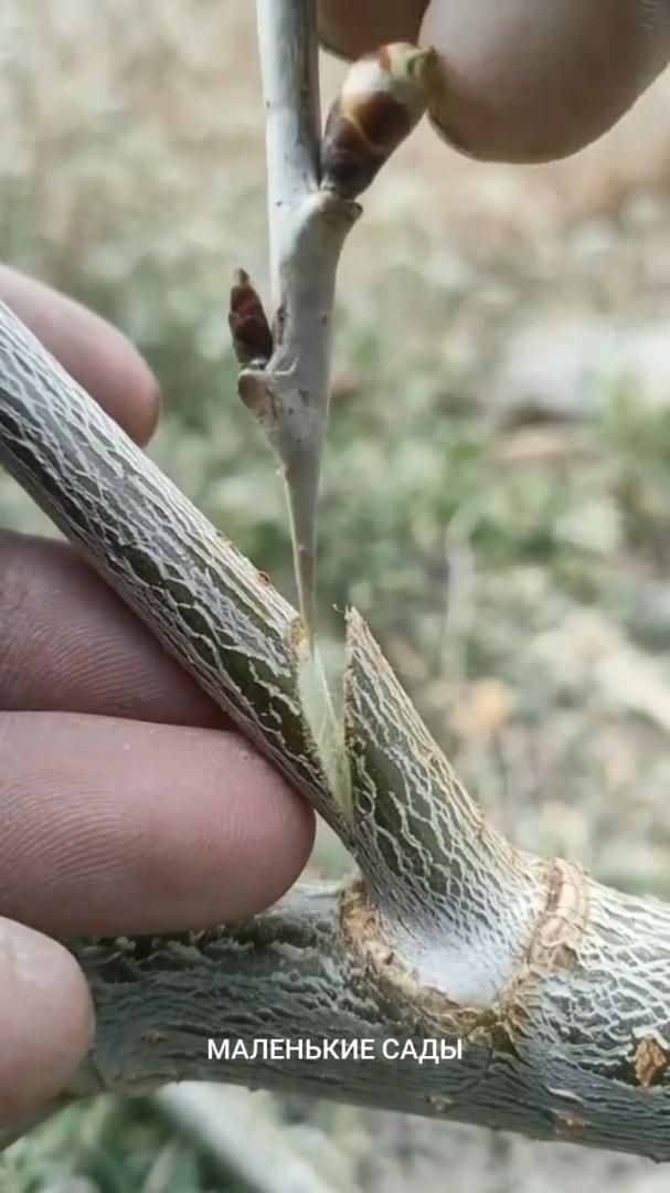 Моя мама гордится мною а твоя?  | Маленькие Сады