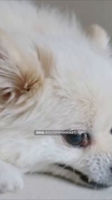 Главная ошибка в воспитании собаки

У собак краткосрочная память. Если вы пришли домой и начали нака