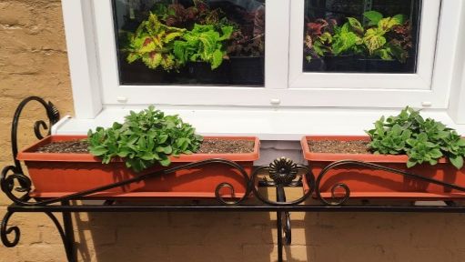 Все петунии высадила на пмж. Как  начинаю выращивать огромные цветущие кусты петуний.