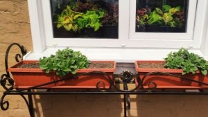 Все петунии высадила на пмж. Как  начинаю выращивать огромные цветущие кусты петуний.