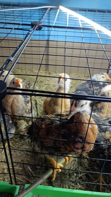 Куриная жизнь.