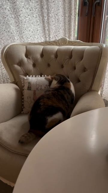 Толстожопый прыжок