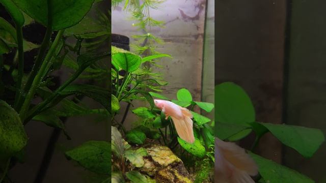 Новый петушок Крем