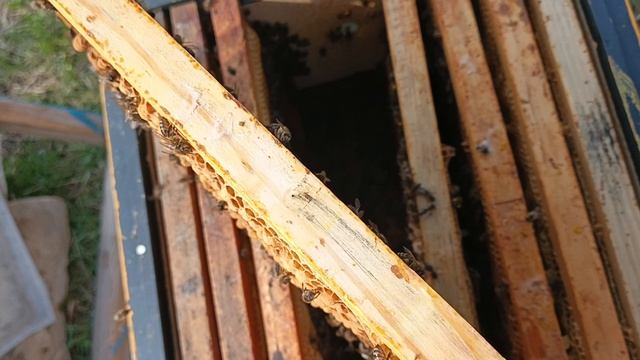 Матка трутовка