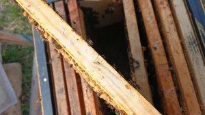 Матка трутовка