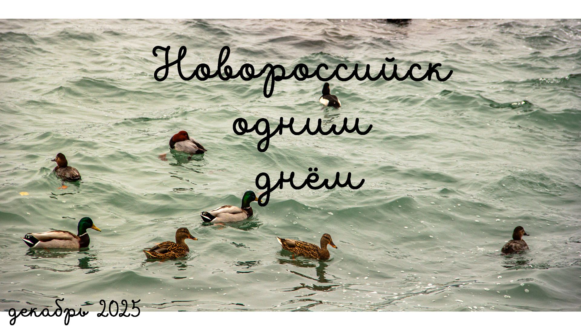 Новороссийск одним днём 2025