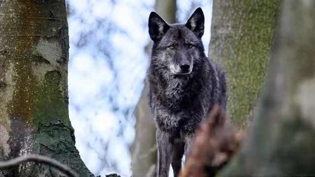 какой-то стрим, наверное общение?