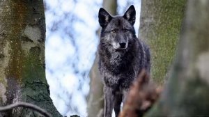 какой-то стрим, наверное общение?