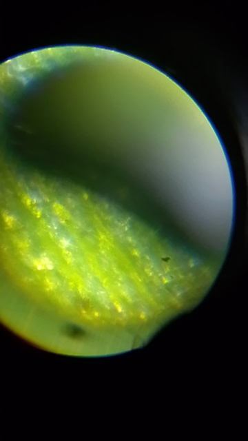 листочек кукурузы под микроскопом.