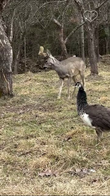 Что они хотят от него?