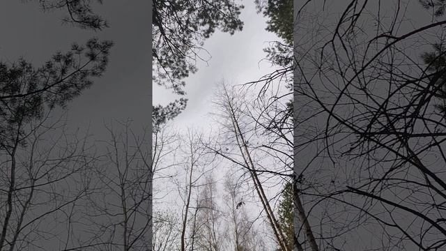 Выходные, путешествие, собаки, природа, охота!!! 🐶🏞️🐕🌳🤗🍲