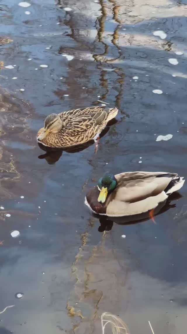 Ухта. Из жизни уток. 18 апреля 2026 г.