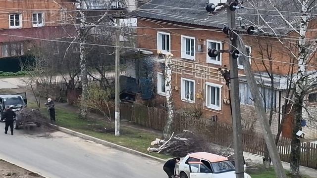 Валят дерево в затруднённых условиях рядом с линией электропередач