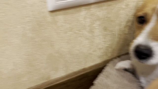 Знакомство со Скай . 1 видео